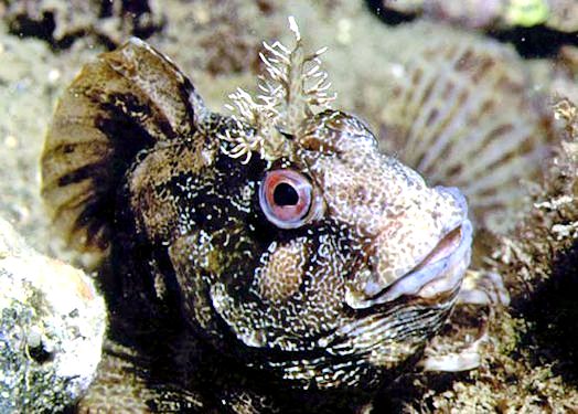 Parablennius gattorugine_633